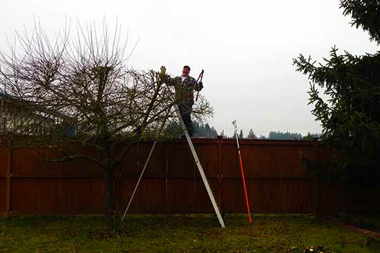 Tree Service and pruning buckley tacoma lake tapps, enumclaw