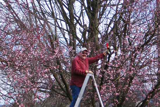 Tree Service and pruning buckley tacoma