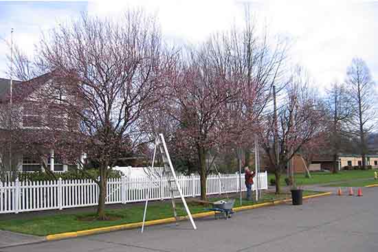 Tree Service and pruning buckley tacoma lake tapps, enumclaw